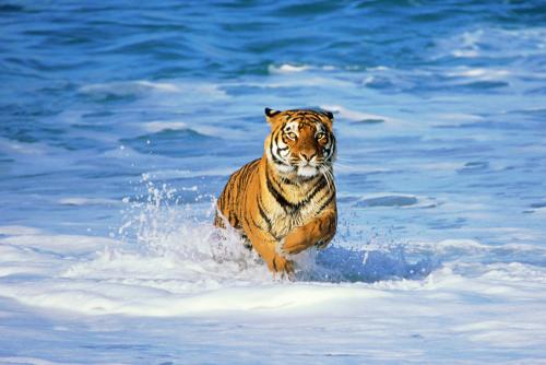 Bengal Tiger in Surf